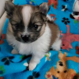 Boy 1 - Orange parti male Pomeranian puppy in Linwood, North Carolina from My Tiny Paws