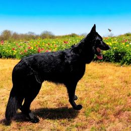 Titan - German Shepherd