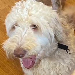 Labradoodles and Poodles from Gastineau Doodles