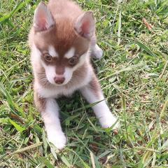 Girl 1 - Red and white female Alaskan Klee Kai puppy in Shelbyville, Tennessee from Gems Rat Terriers