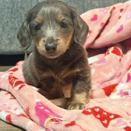 Bluebell - Blue and tan female Dachshund puppy in Crossville, Tennessee from Golden Critter Farm