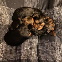 Yorkshire Terrier Puppies from On The Edge Of A Dream Yorkies