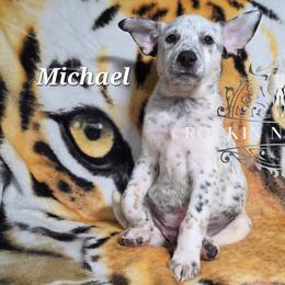 Michael - Blue male Australian Cattle Dog puppy in Silsbee, Texas from Rockin ND Ranch
