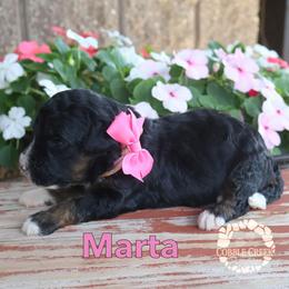 Marta - Phantom female Bernedoodle puppy in Heyworth, Illinois from Cobble Creek Puppies