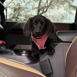 Dachshund Puppies from Shelby Stewart