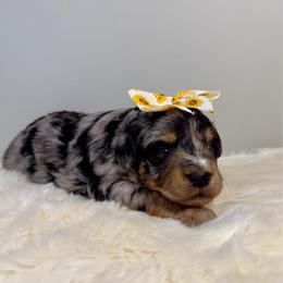 Honey - Blue merle female Aussiedoodle puppy in Adams, Nebraska from Boxcar Doodles and Poodles