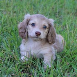 Dachshund Puppies from Destiny's Dachshunds