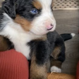 Maverick - Black rust and white male Bernese Mountain Dog puppy in Rural Retreat, Virginia from Bernese Bunker