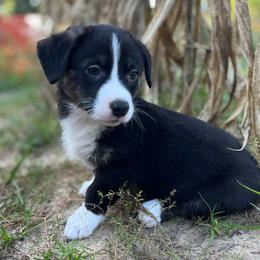 Yosemite - Black and white male American Corgi puppy in Hope, Arkansas from Foxy Knoll Farm