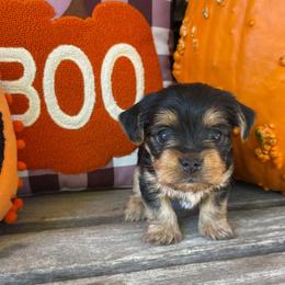 Autumn - female Yorkshire Terrier puppy in Dexter City, Ohio from Harriman's Yorkshire Terriers