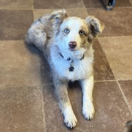 Remi - Toy Australian Shepherd