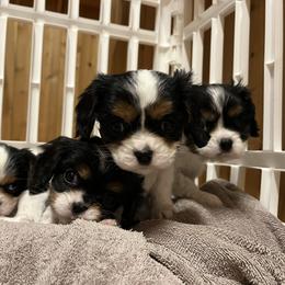 Girl 1 - Tri-color female Cavalier King Charles Spaniel puppy in Alpena, Michigan from Michelle Wesner