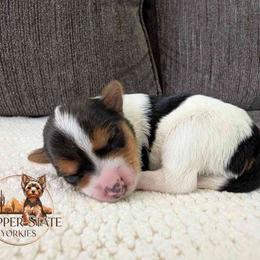 Rocky - Parti male Yorkshire Terrier puppy in Goodyear, Arizona from Copper State Yorkies