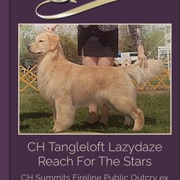 Rex - Golden Retriever