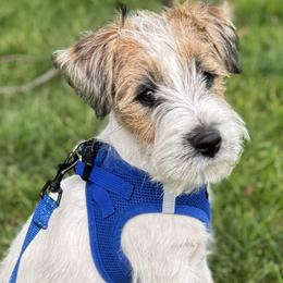 Russell Terrier Puppies from Elite AKC Show Russell Terriers