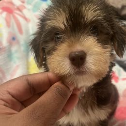 Coco(2500) - Chocolate female Yorkipoo puppy in Shelby, North Carolina from Precious pups dynasty kennel