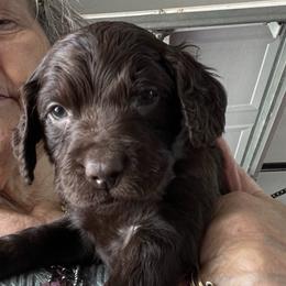 Boy 1 Red - Liver male Boykin Spaniel puppy in Stapleton, Alabama from Taensas Boykins