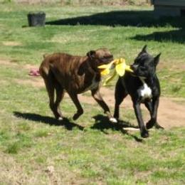 Boxers from Mary Moon
