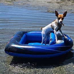 Toy Fox Terrier All Grown Up from Carr's Edition Toy Fox Terriers