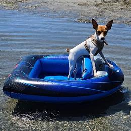 Toy Fox Terrier All Grown Up from Carr's Edition Toy Fox Terriers