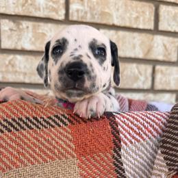 Popsicle - White and black female Dalmatian puppy in Melrose, New Mexico from ECMO Farm Dalmatians & Labrador Retrievers