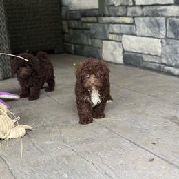 Fudge - Chocolate male Double Doodle puppy in Millersburg, Ohio from T Sanctum