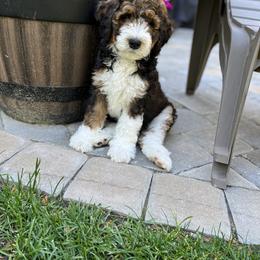 Bernedoodle Puppies from Vidadoodle
