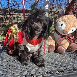 Arnold Long Star Angel - Black and white male Chinese Crested puppy in Amarillo, Texas from Victoria's Chinese Cresteds Long Star Angels