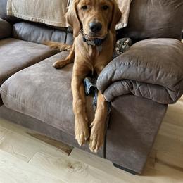 Golden Retriever Puppies from Nomadic Reds