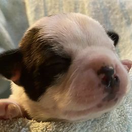 Boston Terriers from Brandy’s Breed