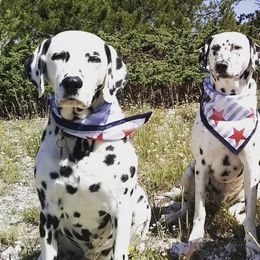 Dalmatians from Laura's Dalmatians