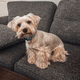 Teddie - Morkie