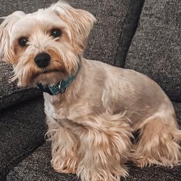Teddie - Morkie