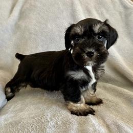 Miniature Schnauzer Puppies from Larsen’s Adorable Pups