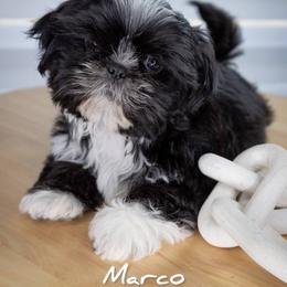 Shih Tzu Puppies from BethAsh Shih Tzu