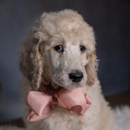 Monica - Cream female Poodle puppy in Leonard, Texas from Laird Farms