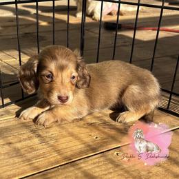 Bruce - Cream male Dachshund puppy in Timpson, Texas from Double S Kennel