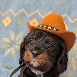 Sirius - Tri-color male Cavapoo puppy in Sunnyvale, Texas from Sunnytown Farm Cavapoos