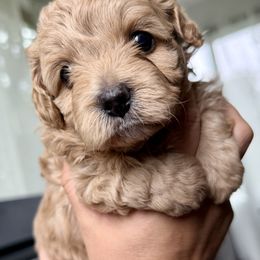 Mal-Shi, Maltese, and Maltipoo Puppies from Joy-fur puppies
