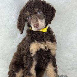 💛Saiph💛 - Poodle puppy from The Olympus Standard Poodle