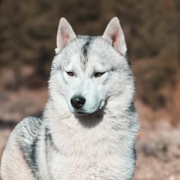 Honor - Gray and white male Siberian Husky puppy in Bly, Oregon from Hill Top Huskies