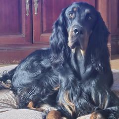 Tiger - Gordon Setter