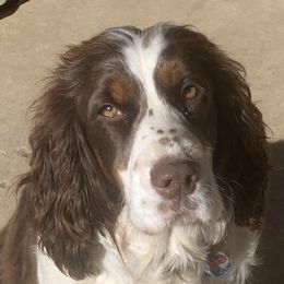 Jules  - English Springer Spaniel