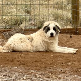 Po - Badger male Colorado Mountain Dog puppy in Cotopaxi, Colorado from Once Upon A Moose (OUM)