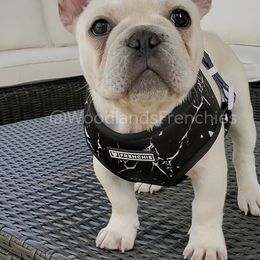 French Bulldog Puppies from Woodlands Frenchies