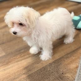 Annie - White and lemon female Morkie puppy in Beebe, Arkansas from Cedar Hill Kennel