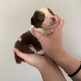 Clover - Red tri-color female Australian Shepherd puppy in Weeki Wachee, Florida from Ace of Spades Australian Shepherds