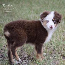 Bristle - Red merle female Miniature Australian Shepherd puppy in Evant, Texas from Lazy VT Bar Ranch