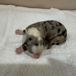 Coco - Blue merle male Miniature Australian Shepherd puppy in Oakland, Maryland from Yarborough Kennels