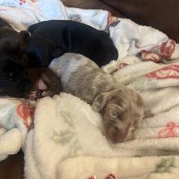 Dachshund Puppies from Doodle Bugs Doxies
